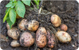 Batata