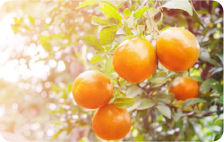 Citrus