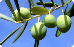 Oliva